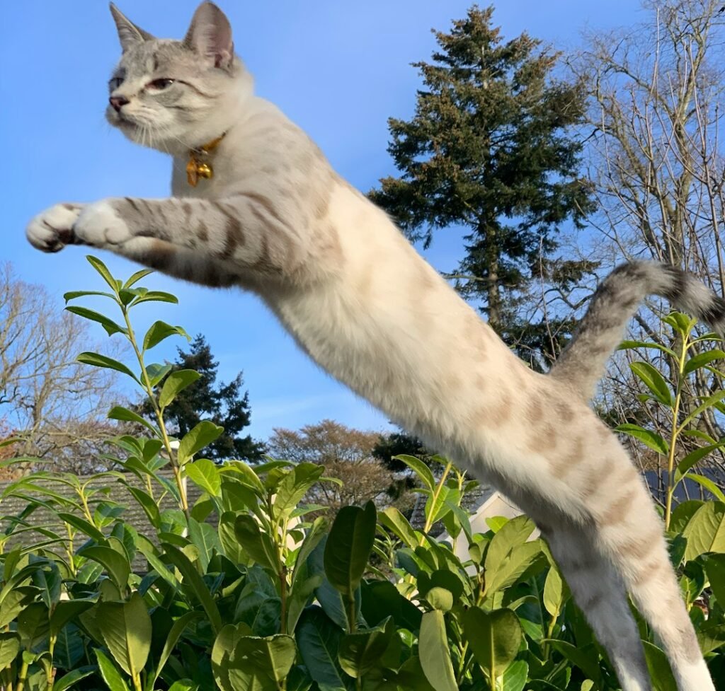 The Evolutionary Advantage