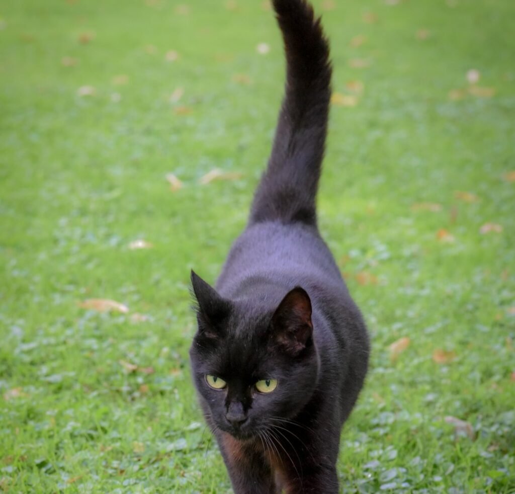 Approaching with Confidence: The High Tail Walk