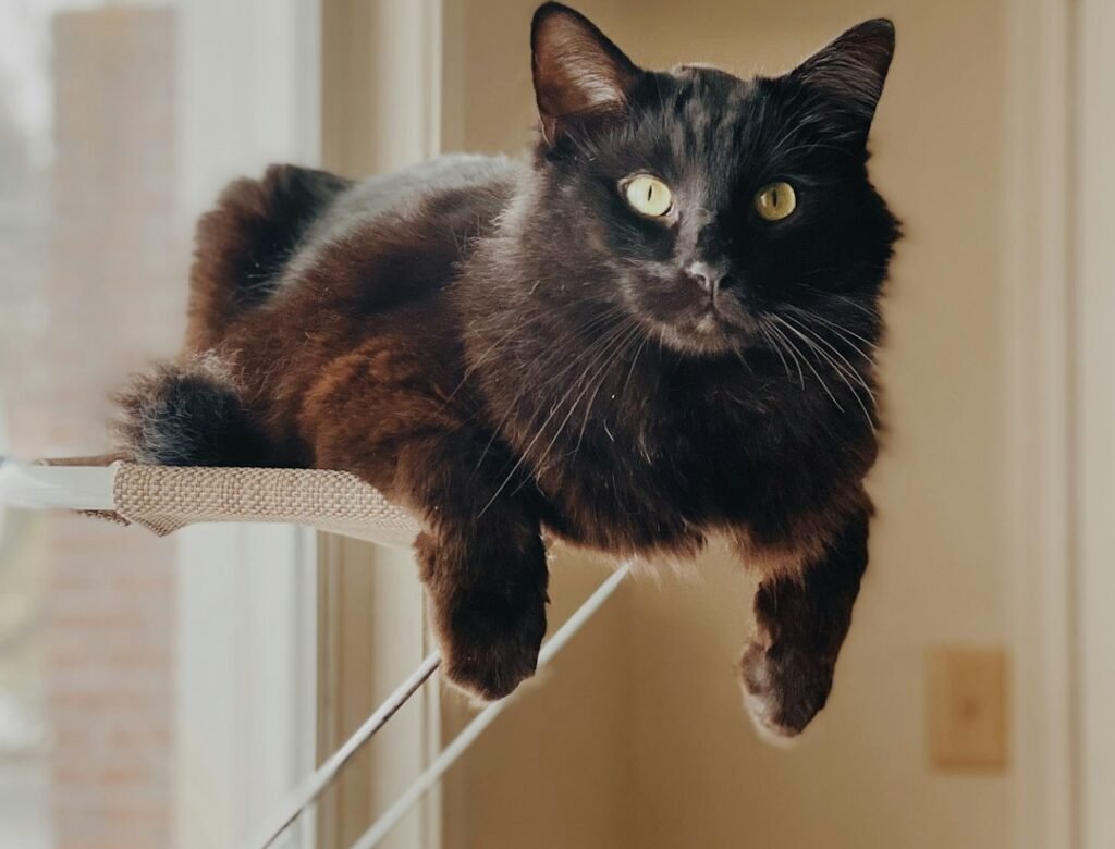 Window Perches: The Gateway to Outdoor Entertainment