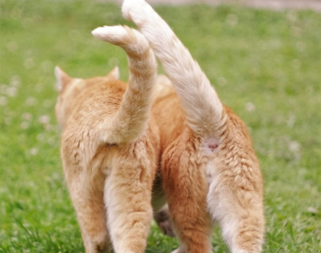 The Affectionate Wrap 