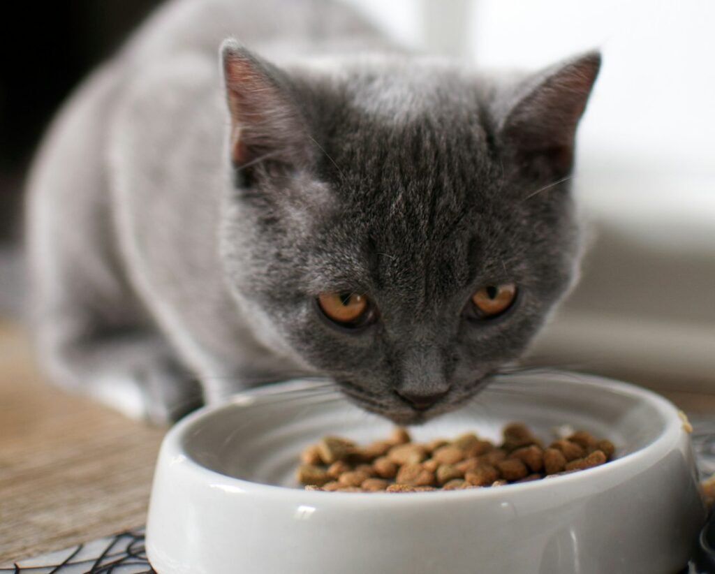 Picky Eater Sign: They Show Inconsistent Eating Patterns