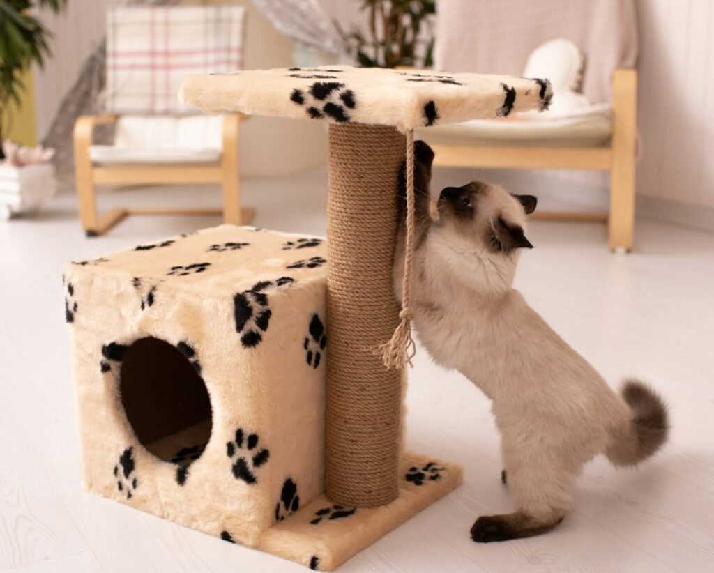 Cat Trees with Built-In Hideouts 