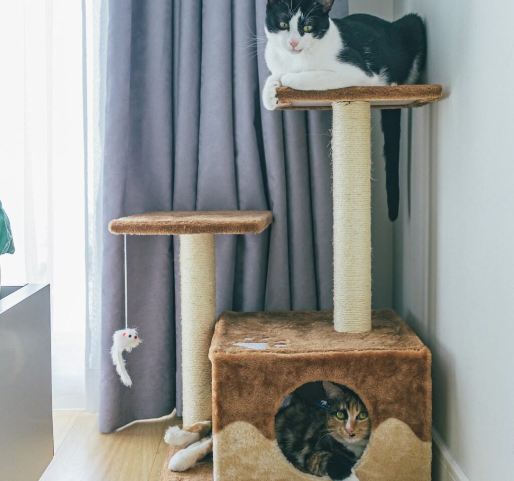 Multi-Level Cat Condos and Activity Centers 