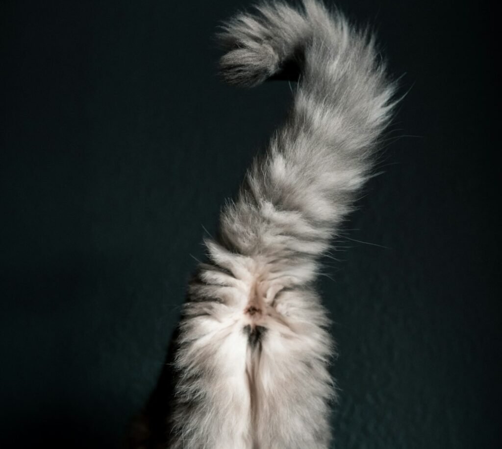 Tail Talk: The Question Mark Position