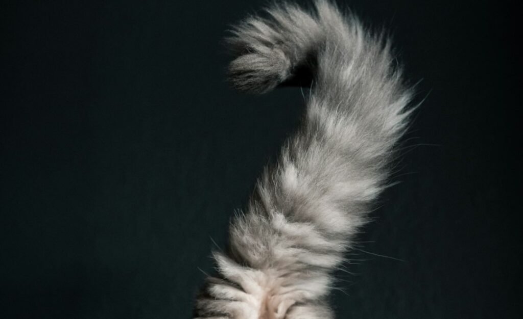 The Question Mark Curve 