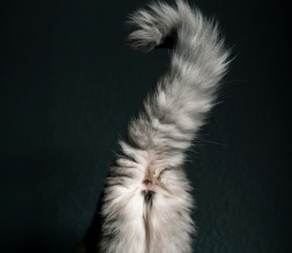 The Question Mark Curve: An Invitation to Play