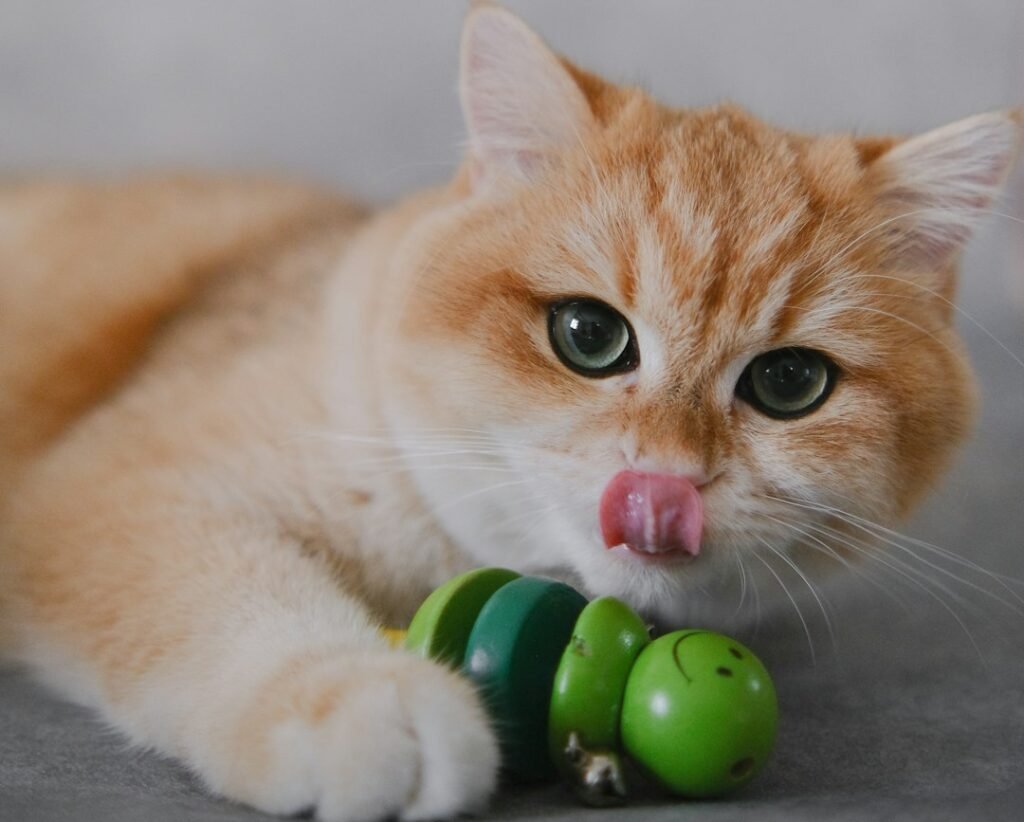 Battery-Operated Toys That Break Easily 