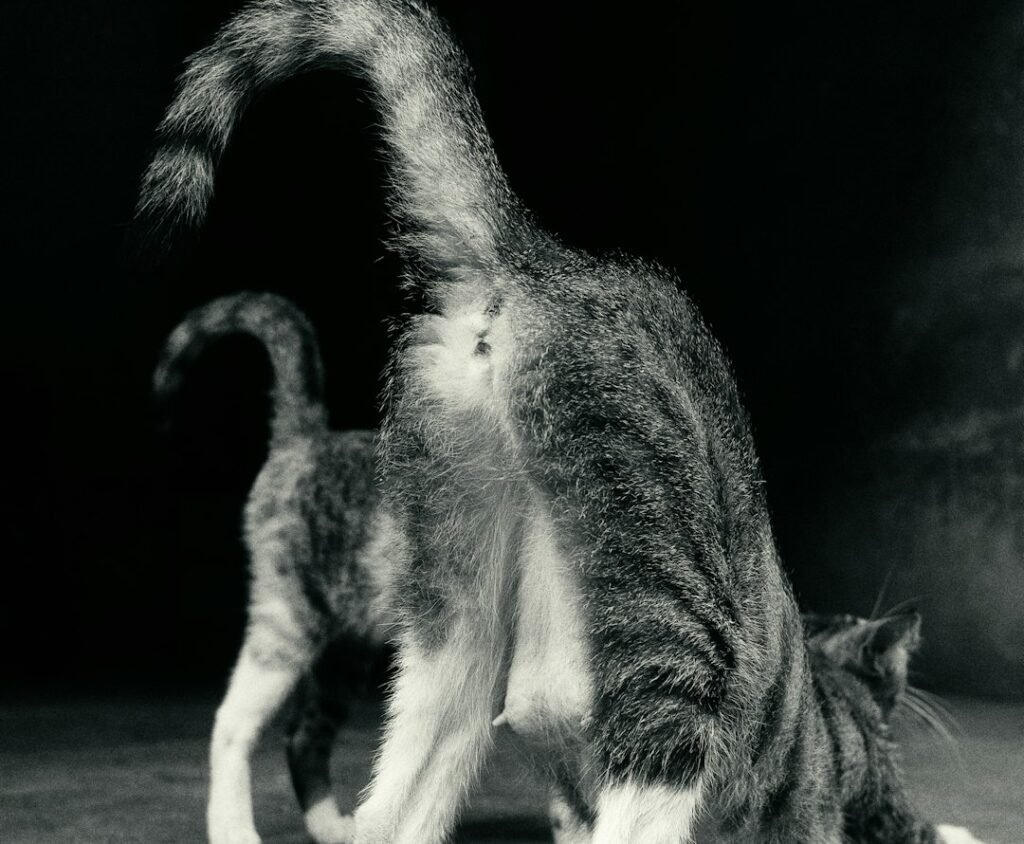 The Focused Slow Swish 