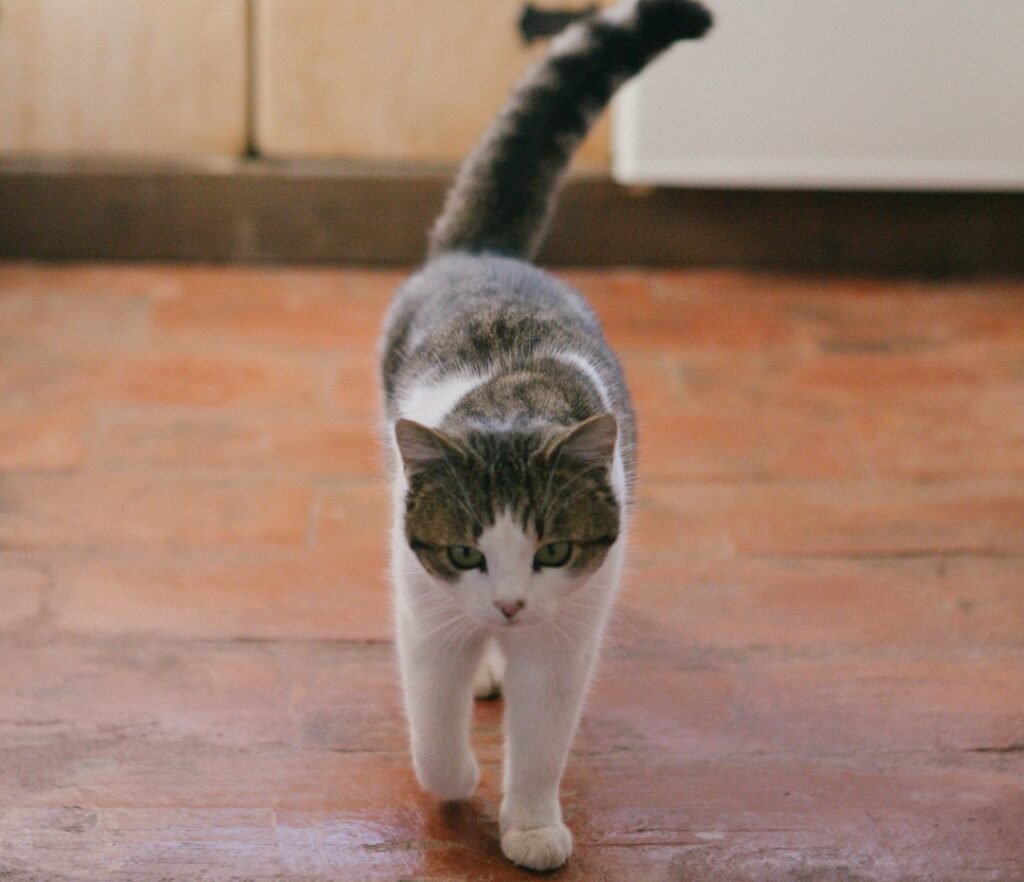 The Gentle Content Sway 