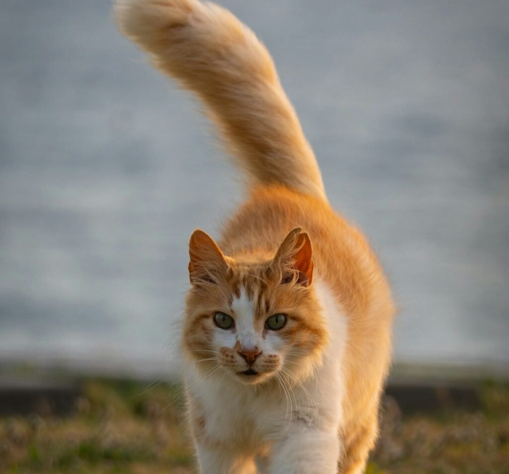 Tail Talk Reveals Their True Feelings