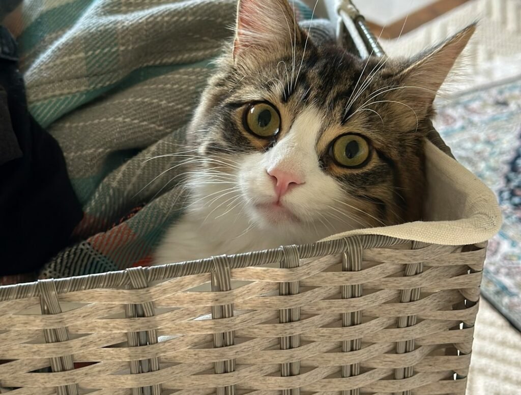 Warmth Is Irresistible to Felines 