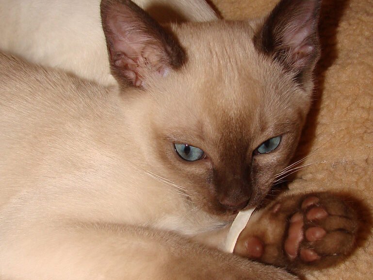Tonkinese: The Social Butterfly Who Hates Solitude 