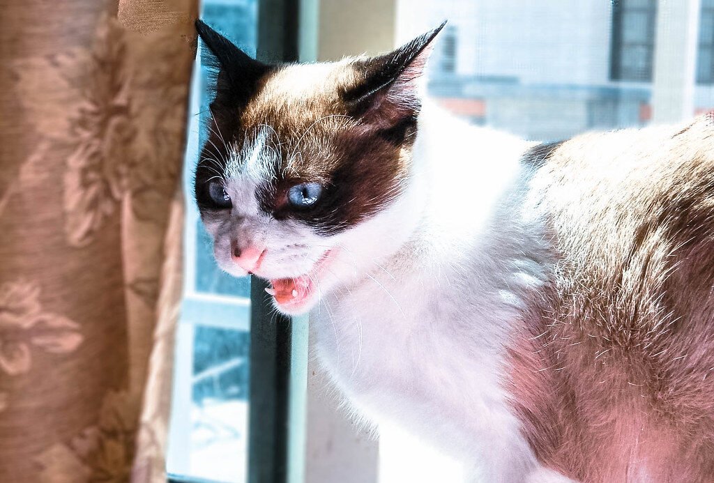 Redirected Aggression