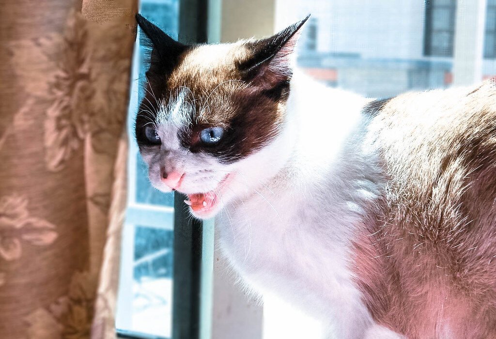 Growls, Hisses, and Other Unpleasant Sounds