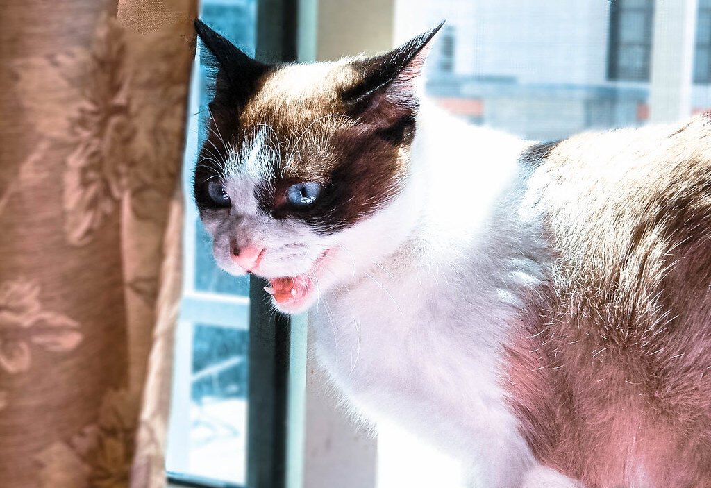 Ears Flattened Back Against the Head