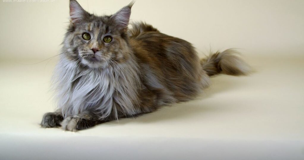 Maine Coon: The Gentle Giant With A Warm Heart