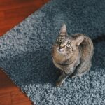 Why You Should Never Underestimate Your Cat's Intuition