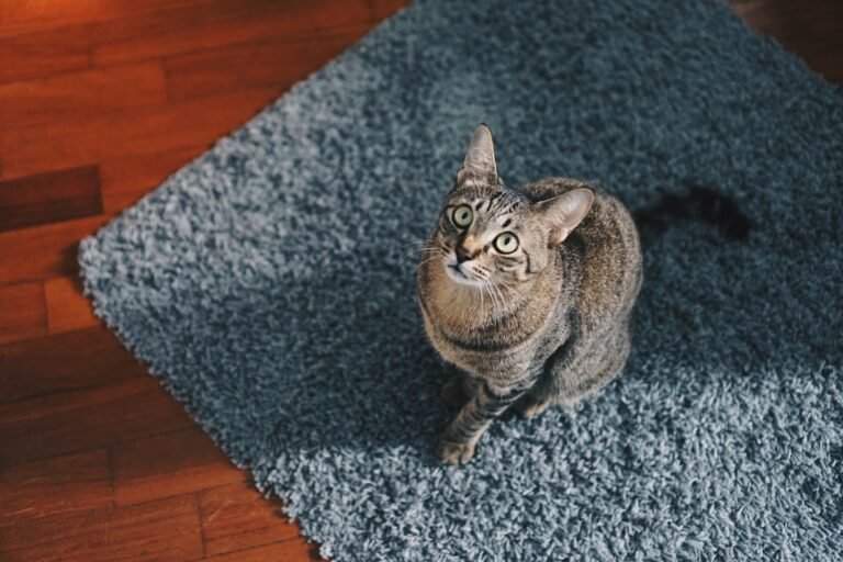Why You Should Never Underestimate Your Cat's Intuition