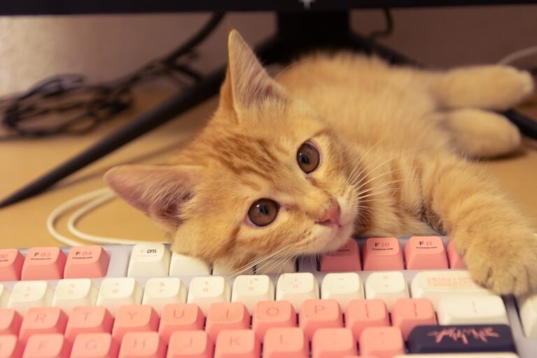 Why Do Cats Always Choose the Most Inconvenient Time to Be Adorable?