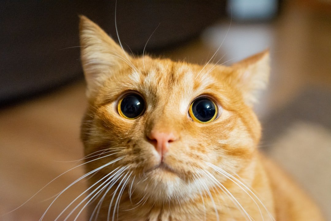 8 Reasons Why Your Cat's Silent Stare Means 'I Love You'