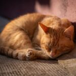 Does Your Cat's Obsession with Sunbeams Mean More Than Just a Nap?