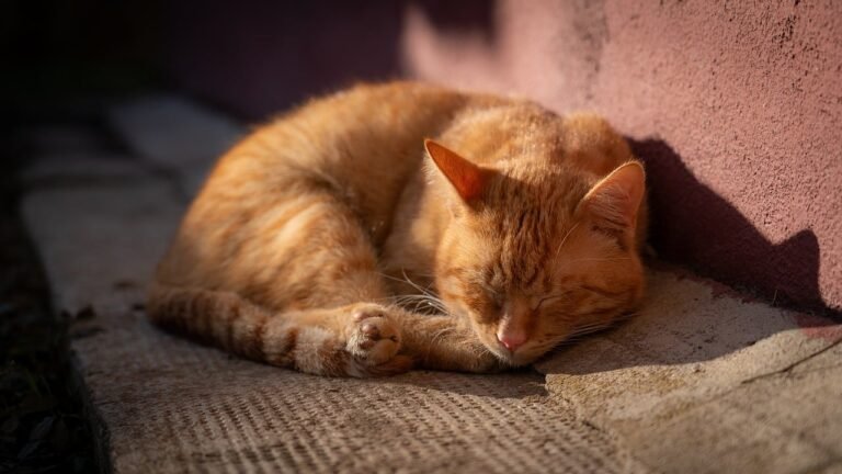 Does Your Cat's Obsession with Sunbeams Mean More Than Just a Nap?