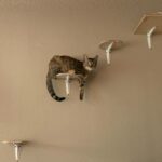 Why Does Your Cat Always Choose the Highest Spot in the Room?