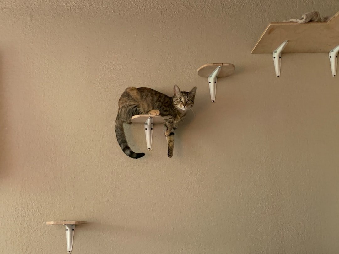 Why Does Your Cat Always Choose the Highest Spot in the Room?