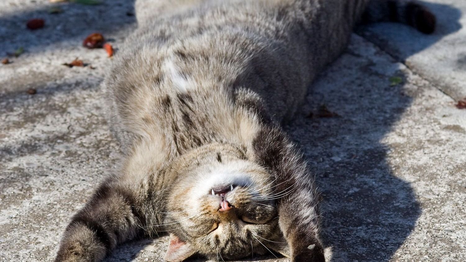 8 Signs Your Cat Thinks You're the Best Human Ever (Even If They Hide It)