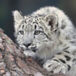 What Wild Cat Breed Are You According to Your Zodiac Sign