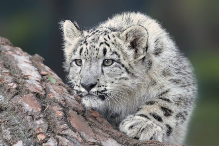 What Wild Cat Breed Are You According to Your Zodiac Sign