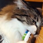 Why You Should Never Ignore Your Cat's Dental Hygiene