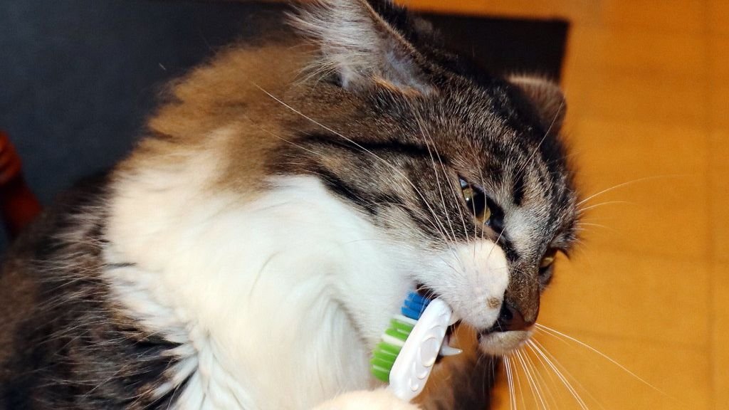 Why You Should Never Ignore Your Cat's Dental Hygiene