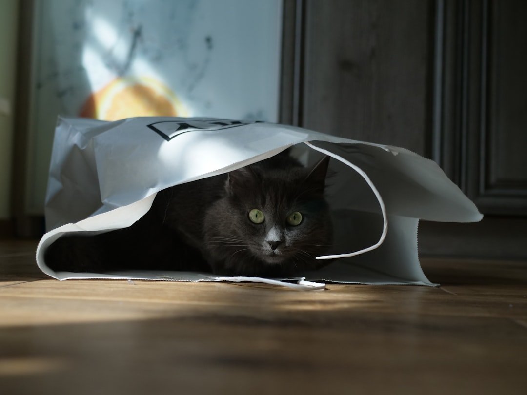 7 Everyday Objects Your Cat Finds Absolutely Fascinating