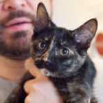 What's the Real Reason Your Cat Ignores You (Then Demands Attention)?