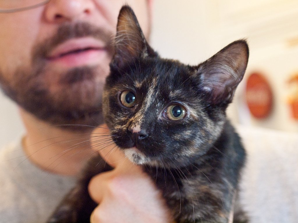 What's the Real Reason Your Cat Ignores You (Then Demands Attention)?