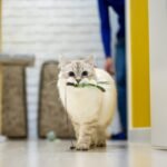 9 Surprising Ways Your Senior Cat Stays Playful and Young at Heart