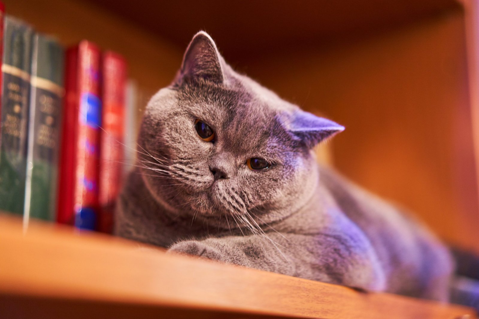 7 Surprising Ways Your Cat Shows Dominance (and 7 Ways They Show Submission)