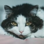 6 Common Cat Myths About Aging Debunked (and 6 Truths About Senior Feline Care)