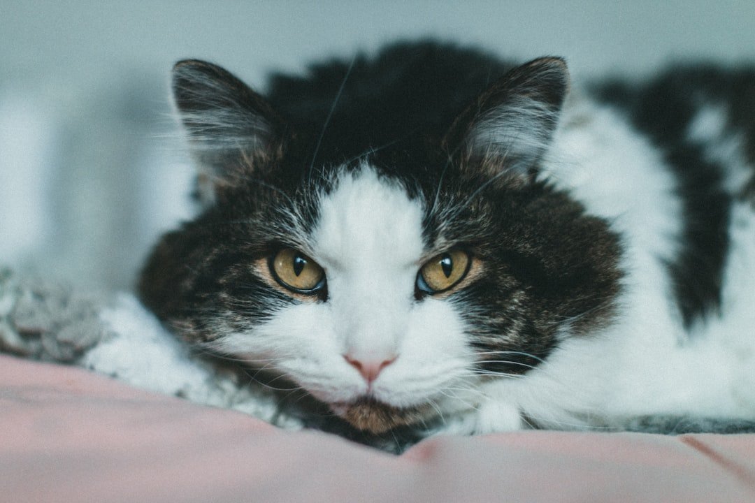 6 Common Cat Myths About Aging Debunked (and 6 Truths About Senior Feline Care)