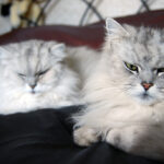 8 Reasons Why Some Cats Are Couch Potatoes (and 8 Reasons Others Are Adventure Seekers)