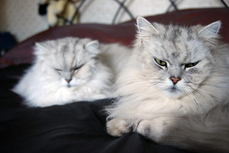 8 Reasons Why Some Cats Are Couch Potatoes (and 8 Reasons Others Are Adventure Seekers)