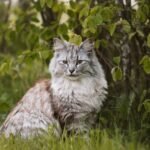 8 Cat Breeds That Are Natural Cuddlers (and 8 That Prefer Their Own Space)