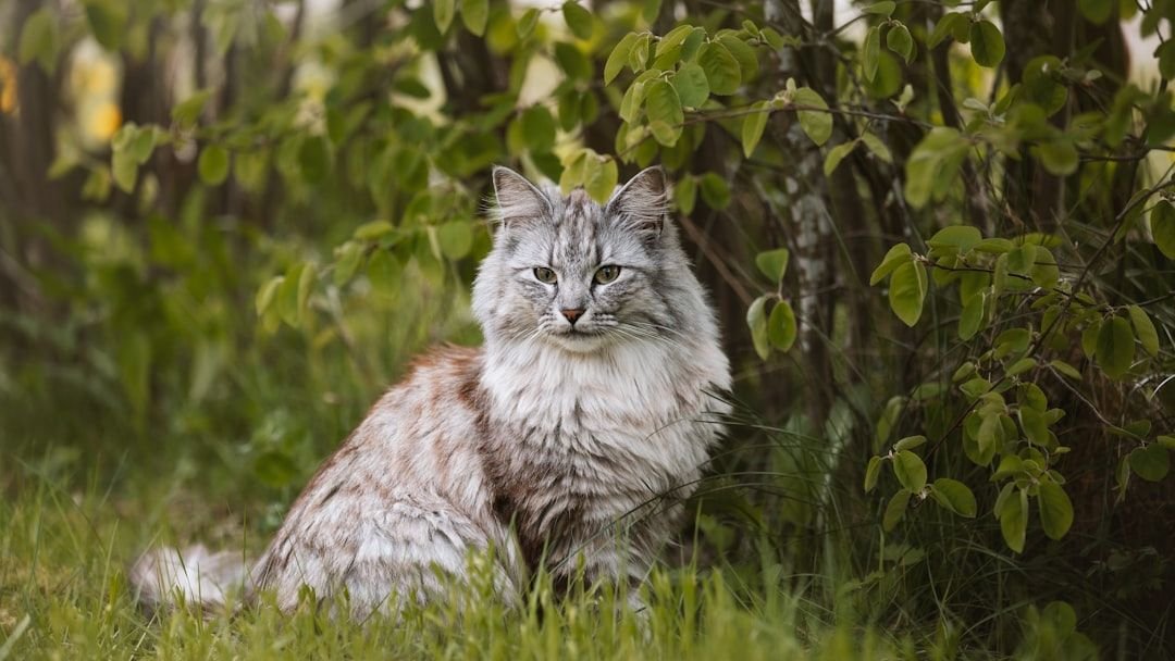 8 Cat Breeds That Are Natural Cuddlers (and 8 That Prefer Their Own Space)