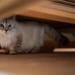 7 Ways Your Cat Communicates Happiness (and 7 Ways They Signal Discomfort)