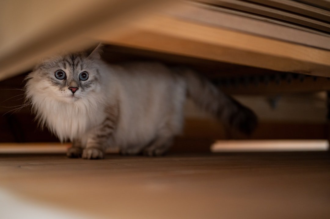 7 Ways Your Cat Communicates Happiness (and 7 Ways They Signal Discomfort)