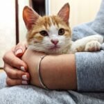 10 Cat Habits That Mean 'I Trust You' (and 5 That Mean 'I'm Just Tolerating You')