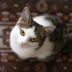 6 Cat Myths About Independence Debunked (and 6 Truths About Their Hidden Need for You)