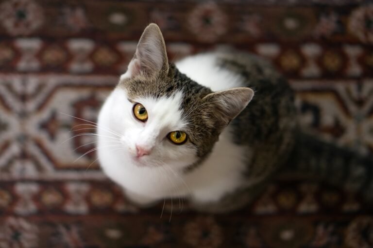 6 Cat Myths About Independence Debunked (and 6 Truths About Their Hidden Need for You)