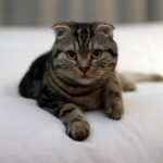 8 Cat Breeds You Can Train (and 8 That Will Forever Be Their Own Bosses)